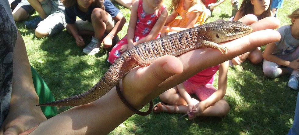 Camp Lizard.jpg